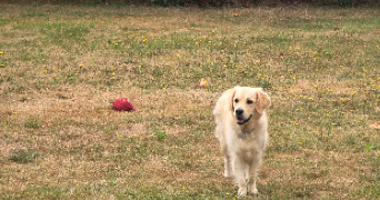 louna dog sitter à COEX 85220_2