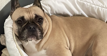 leanne pet sitter à Draveil 91210_3