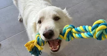 ethan pet sitter à VALLE DI MEZZANA 20167
