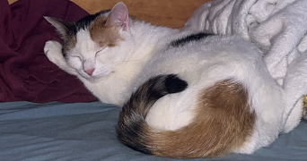 anna pet sitter à AGDE 34300_3
