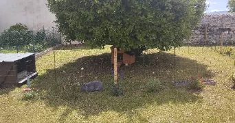 marine pet sitter à GOES 64400