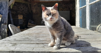 marine pet sitter à GURMENCON 64400_6