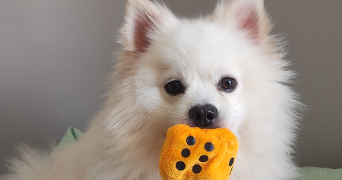 tânia pet sitter à ST PIERRE LES ELBEUF 76320_1