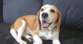 hélène pet sitter à ST PIERRE DES CORPS 37700_3