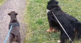 Marjorie pet sitter à LA CHAPELLE DU LOU DU LAC 35360