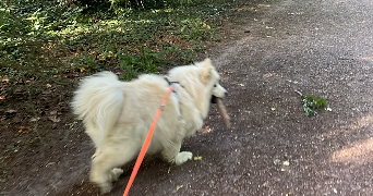elysa pet sitter à HEROUVILLE ST CLAIR 14200_0