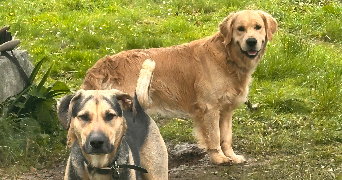 marion dog sitter à CHAMPAGNE SUR OISE 95660_3