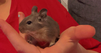 steffy pet sitter à DUNKERQUE 59140_1