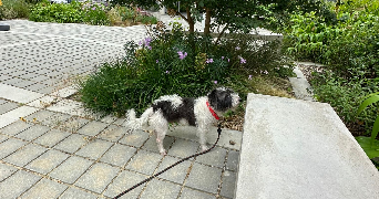 amina pet sitter à TOULOUSE 31100_3