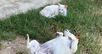 léo pet sitter à DONNERY 45450_1
