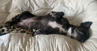 marine pet sitter à LEVALLOIS PERRET 92300_8