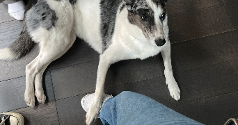 eli pet sitter à MAISONS LAFFITTE 78600_3
