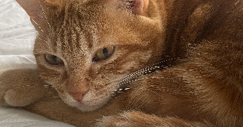 manon pet sitter à ST GERMER DE FLY 60850_2