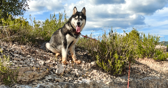 pauline pet sitter à ST MAXIMIN LA STE BAUME 83470_1