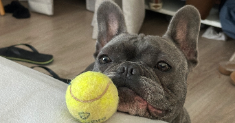 noémie pet sitter à BON ENCONTRE 47240_3