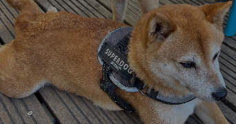 valigiani pet sitter à CANNES 06400_9