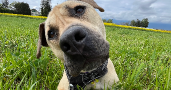 juline pet sitter à MONT ST AIGNAN 76130_1