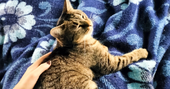 anaïs pet sitter à STRASBOURG 67200_1