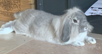 maëlyne pet sitter à ST PIERRE LA PALUD 69210_3