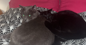 heloise pet sitter à TOULOUSE 31000_1