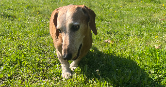 morgane pet sitter à FREJUS 83600_0