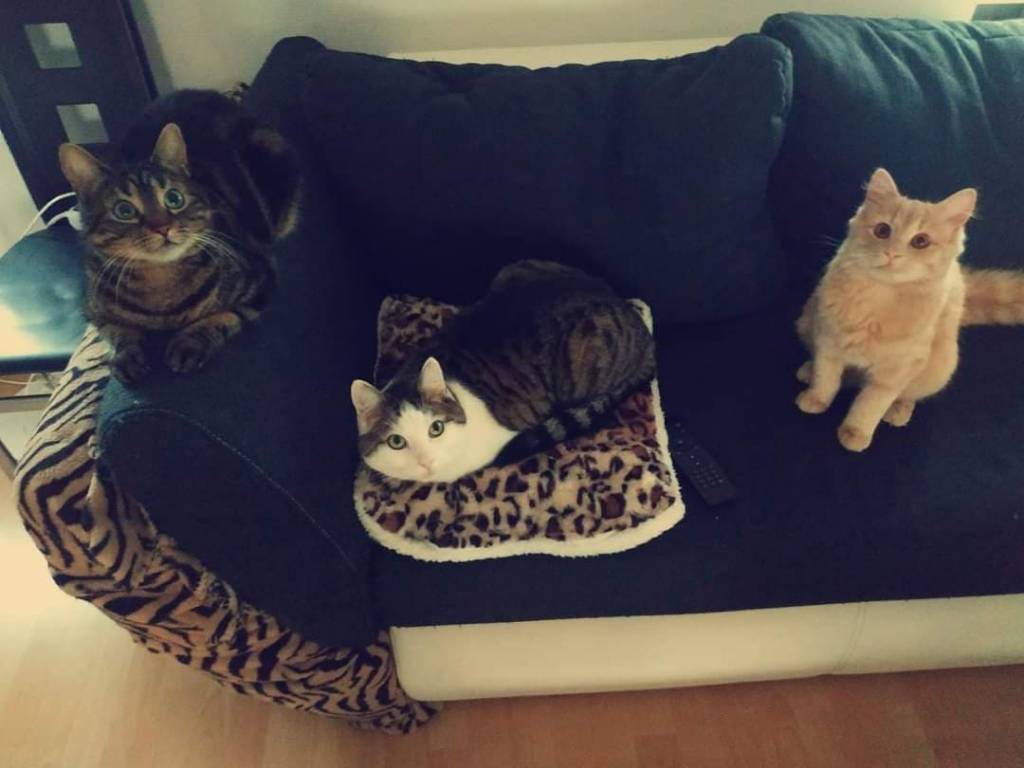 sarah pet sitter à BOLLWILLER 68540_4