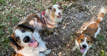 alysson pet sitter à GIF SUR YVETTE 91190_1