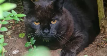 adeline pet sitter à BEAUMOTTE AUBERTANS 70190