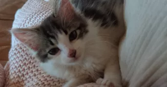 celia pet sitter à LA MONNERIE LE MONTEL 63650