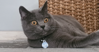 cynthia pet sitter à SOINDRES 78200_4