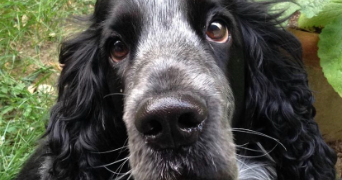 axel pet sitter à VIRY CHATILLON 91170_2
