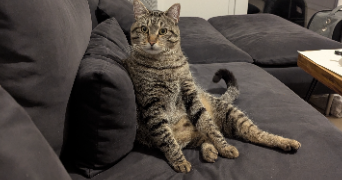 ghita pet sitter à CARRIERES SOUS POISSY 78955_0