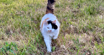 laurence pet sitter à MENEAC 56490_4
