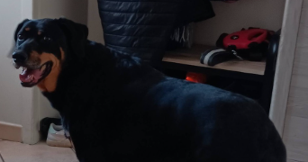 stéphanie pet sitter à MORTAGNE SUR SEVRE 85290_2