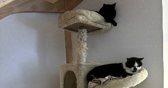 maxime pet sitter à NIMES 30000_3