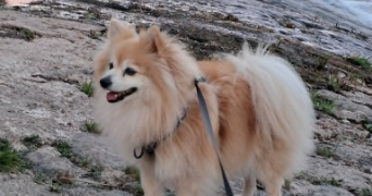 chloé pet sitter à ARGENTON SUR CREUSE 36200_4