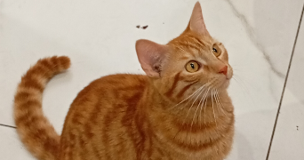 sylvianne pet sitter à GRAND COURONNE 76530_1