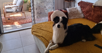 melanie pet sitter à ROQUEBRUNE CAP MARTIN 06190_5