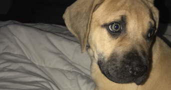 pauline pet sitter à BENODET 29950_1