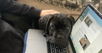 lou-anne pet sitter à PARIS 13 75013_2