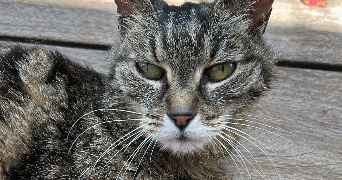 amy pet sitter à ALBI 81000_2