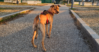 maxime dog sitter à POISSY 78300_7