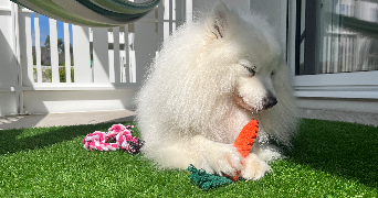 berenice pet sitter à MELESSE 35520_5