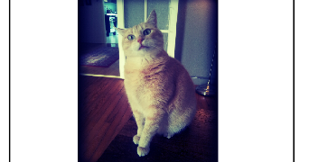 fabienne pet sitter à TOULOUSE 31400_1
