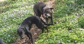 lana pet sitter à Hérouville saint clair 14200_1