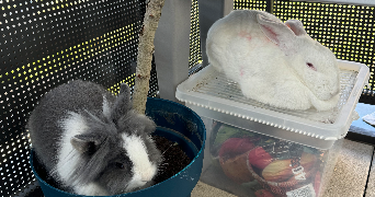 sarah pet sitter à LYON 09 69009_2