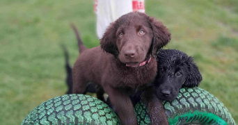 scoubidogservices pet sitter à NARROSSE 40180_3