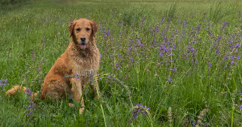 louisa pet sitter à PONT ST ESPRIT 30130_2