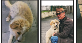michel pet sitter à VILLEFRANQUE 64990_1