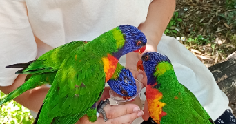 elodie pet sitter à VILLENAVE D ORNON 33140_3